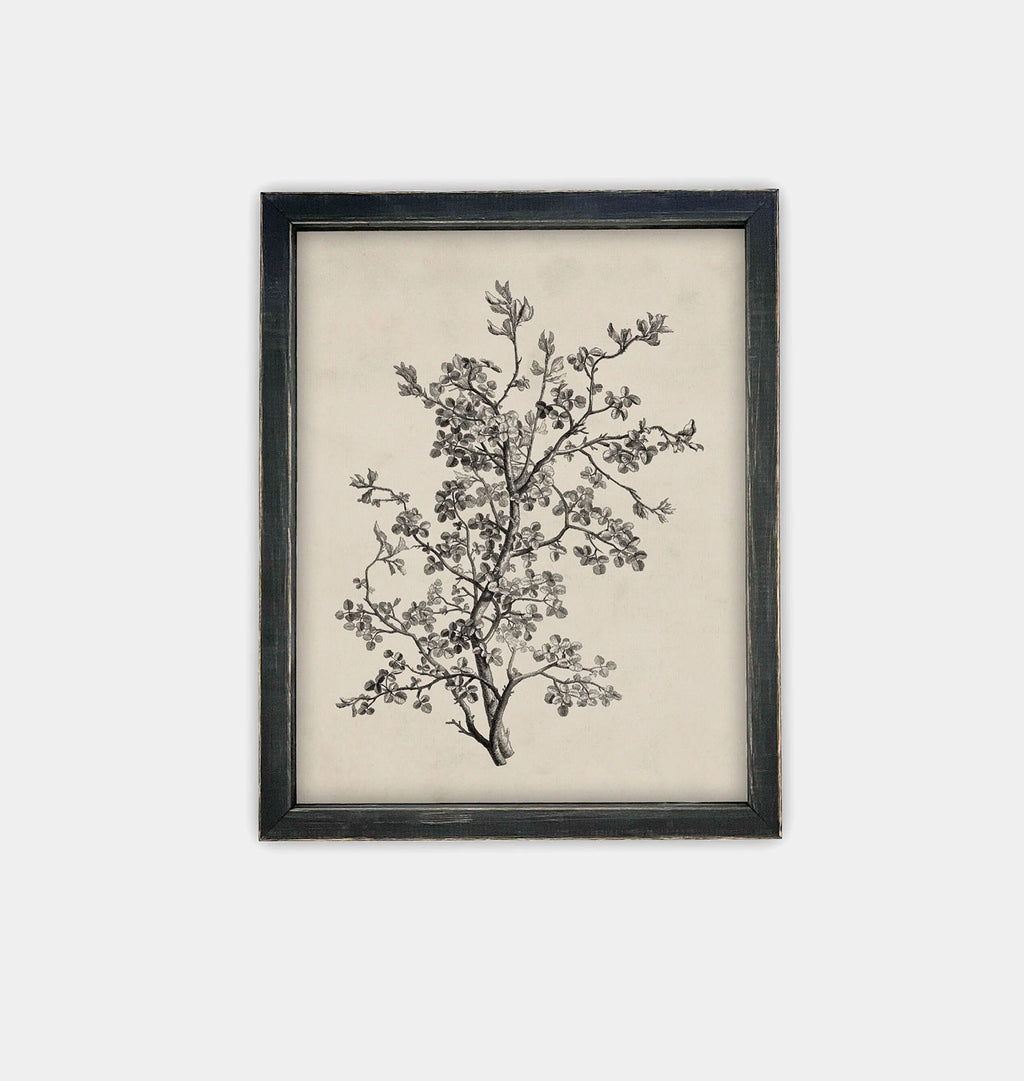 Antique Botanical Sketch Framed Print Black