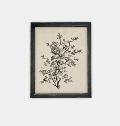 Antique Botanical Sketch Framed Print Black