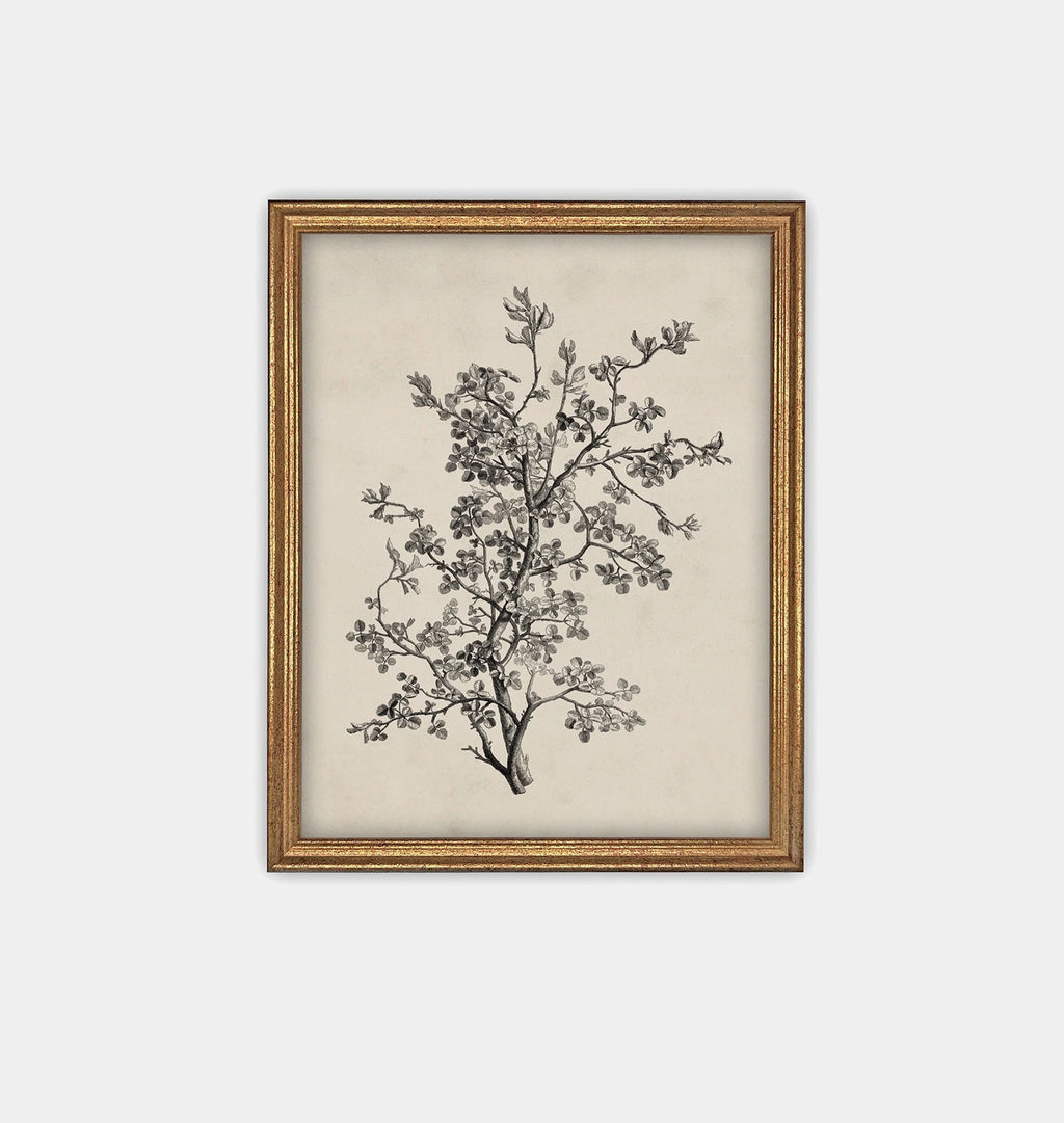 Antique Botanical Sketch Framed Print Gold
