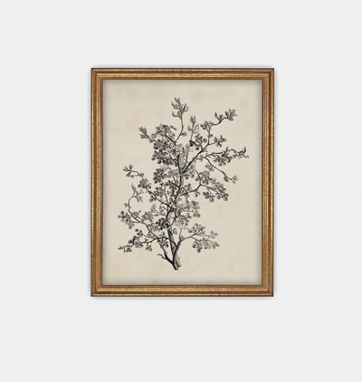 Antique Botanical Sketch Framed Print Gold