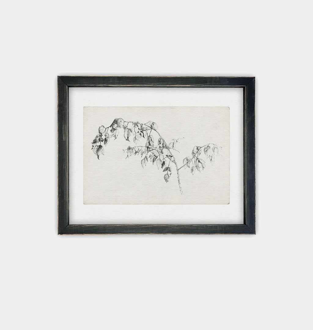 Blackberry Sketch Framed Print Black