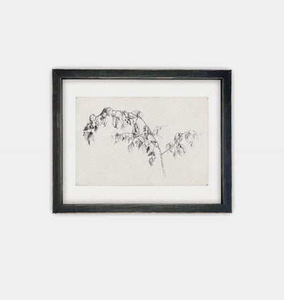 Blackberry Sketch Framed Print Black