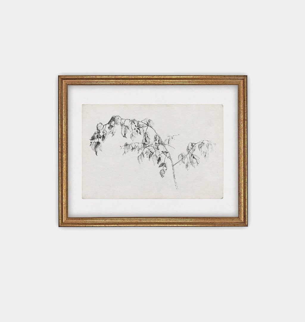 Blackberry Sketch Framed Print Gold