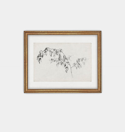 Blackberry Sketch Framed Print Gold