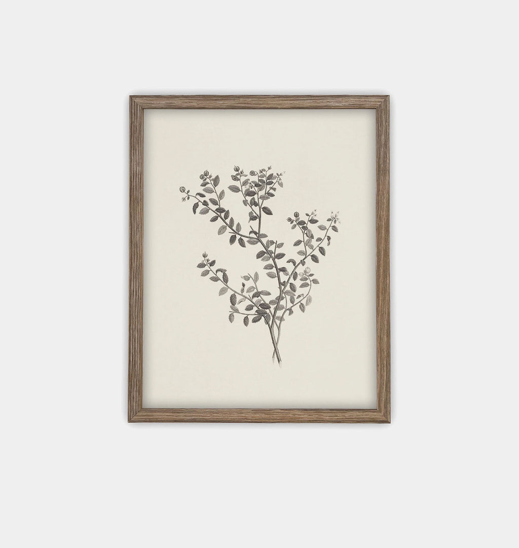 Botanical Sketch Framed Print Brown