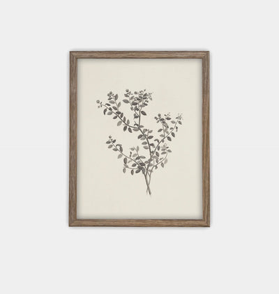Botanical Sketch Framed Print Brown