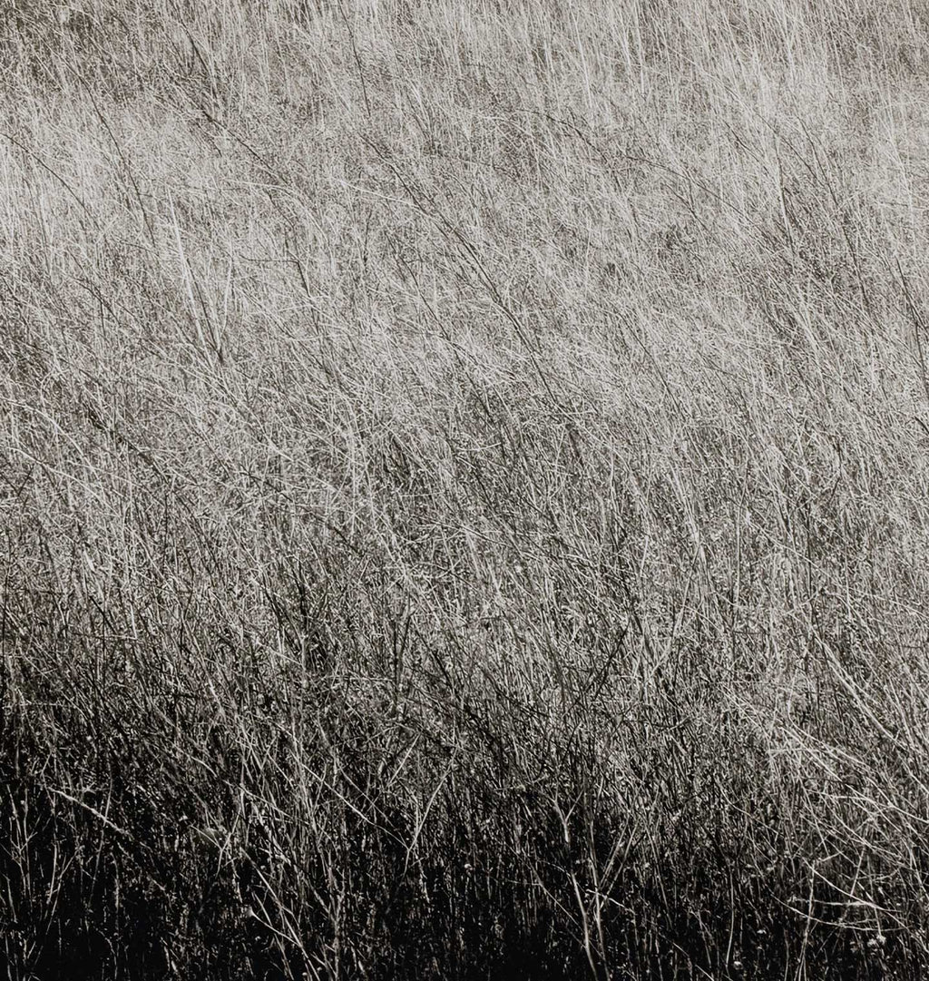 A black and white fine art photograph of a dense field of tall grasses, featuring high-contrast textures with a dark shadow gradient at the bottom.