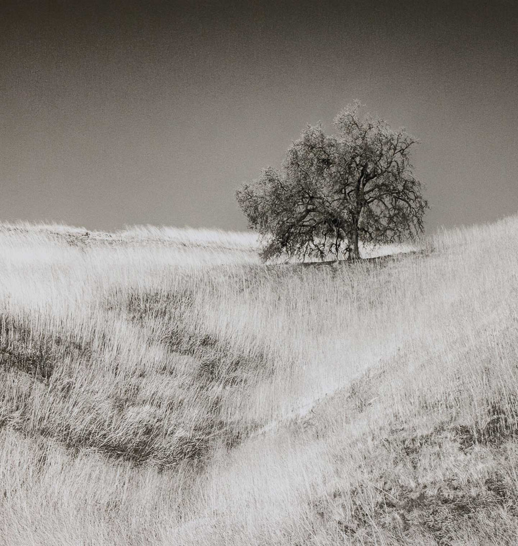 Black and white landscape photograph featuring a solitary tree standing on a grassy hill under a dark, overcast sky.