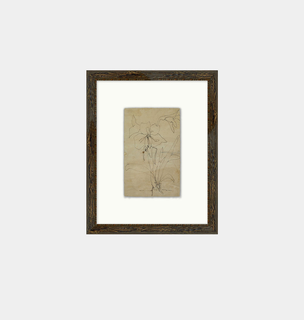 Flower Drawn 1 Framed Print