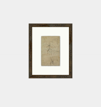 Flower Drawn 1 Framed Print