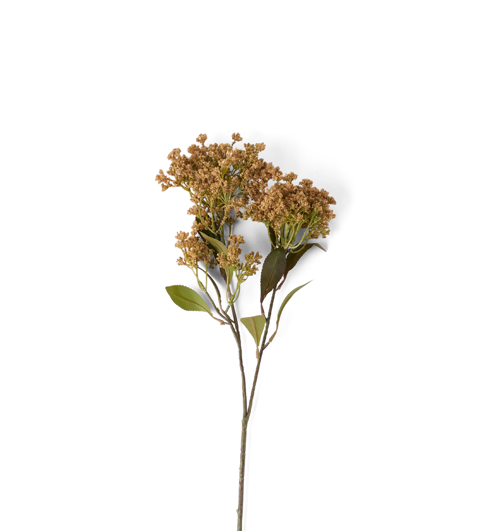 A single dried flower stem with clusters of small tan-brown blossoms and a few green leaves, isolated on a solid black background.