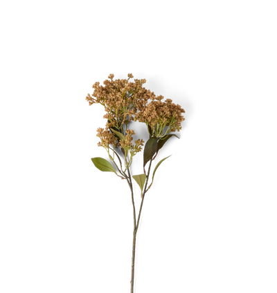 A single dried flower stem with clusters of small tan-brown blossoms and a few green leaves, isolated on a solid black background.