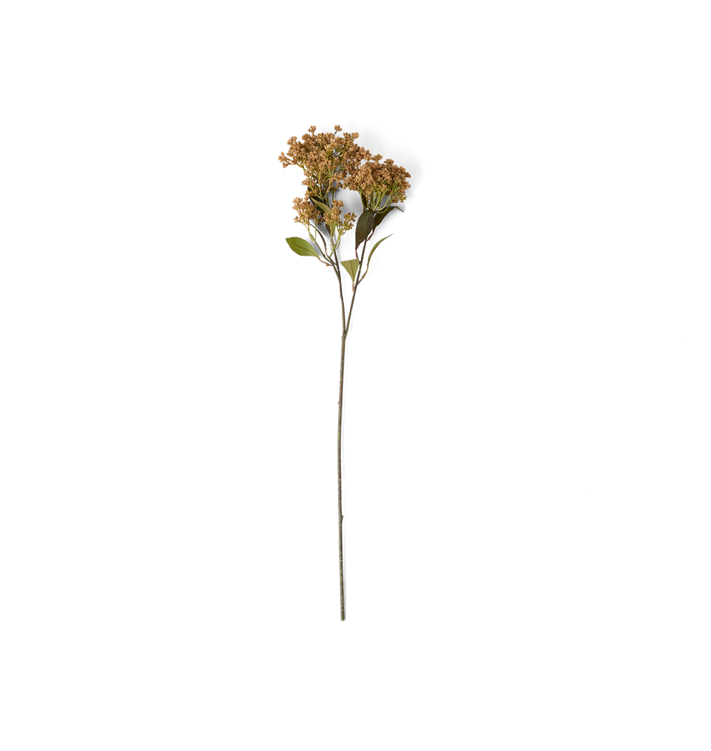 A single dried flower stem with small tan-brown blooms and a few green leaves, photographed against a plain white background.