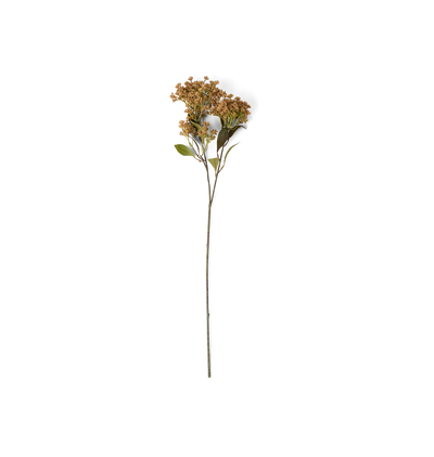 A single dried flower stem with small tan-brown blooms and a few green leaves, photographed against a plain white background.