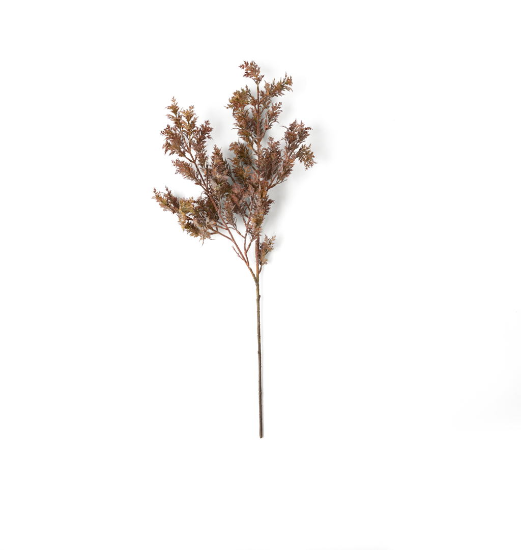 A single stem of dried brown foliage with small leafy branches, photographed against a plain white background.