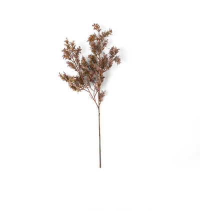 A single stem of dried brown foliage with small leafy branches, photographed against a plain white background.