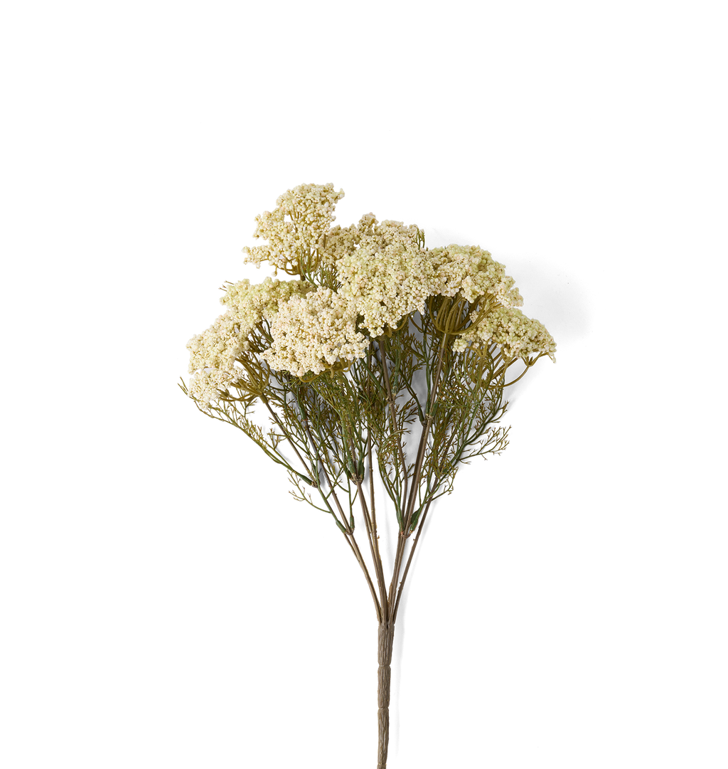 A single stem of dried Queen Anne's Lace flowers with dense clusters of small creamy off-white blossoms and fine green-brown foliage on a plain white background.