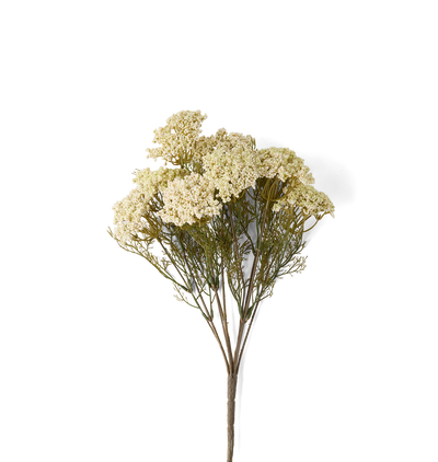 A single stem of dried Queen Anne's Lace flowers with dense clusters of small creamy off-white blossoms and fine green-brown foliage on a plain white background.