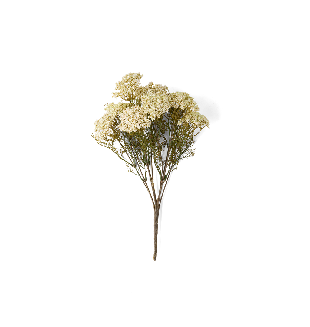 A single stem of dried Queen Anne's Lace flowers with dense clusters of small creamy off-white blossoms and fine green-brown foliage on a plain white background.