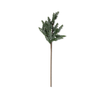Cedar Branch