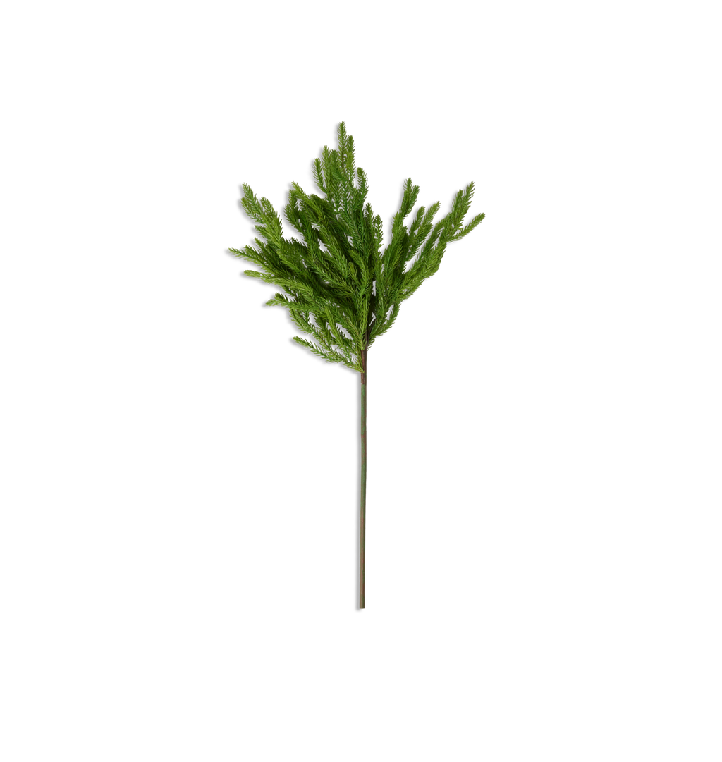 Norfolk Stem
