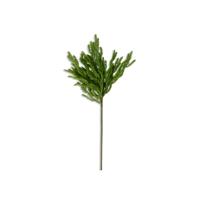 Norfolk Stem