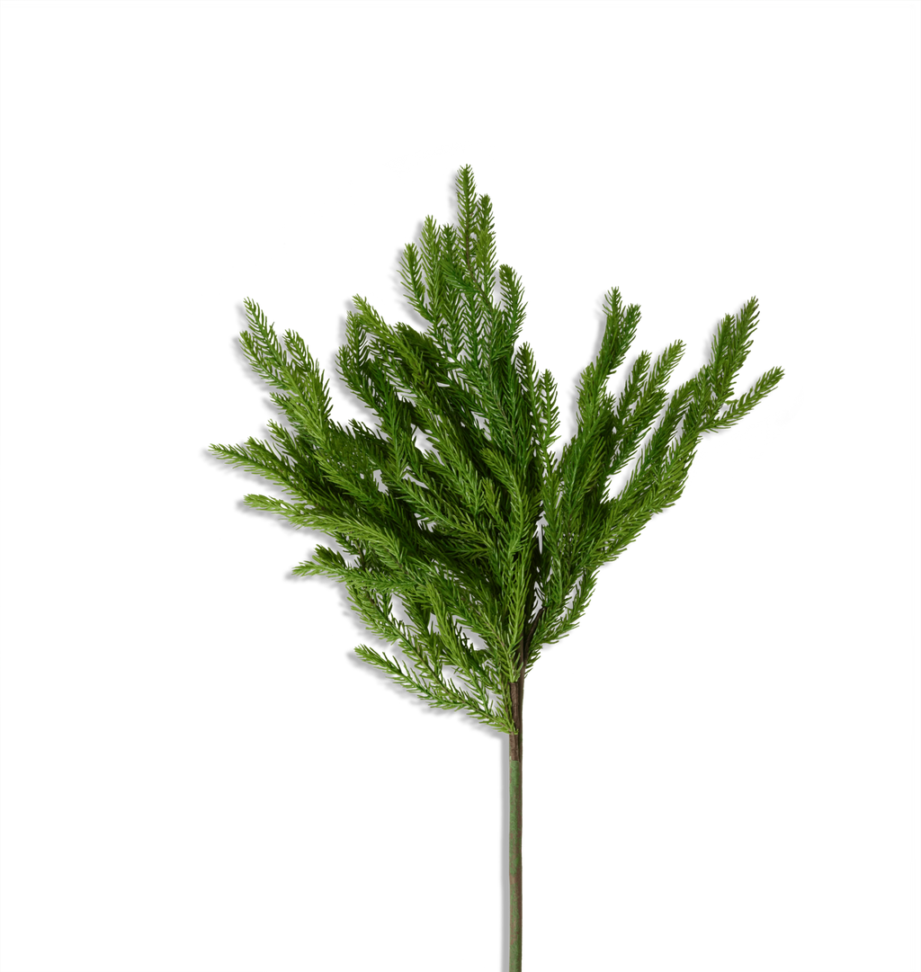 Norfolk Stem