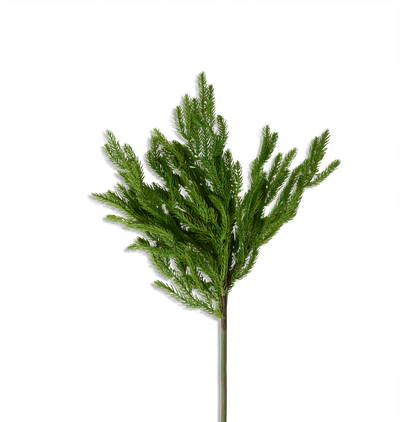 Norfolk Stem