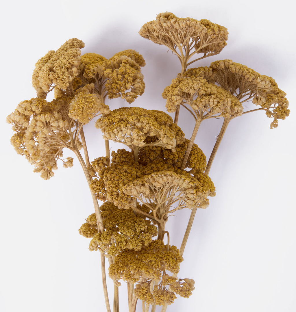 Dried Yarrow Bunch