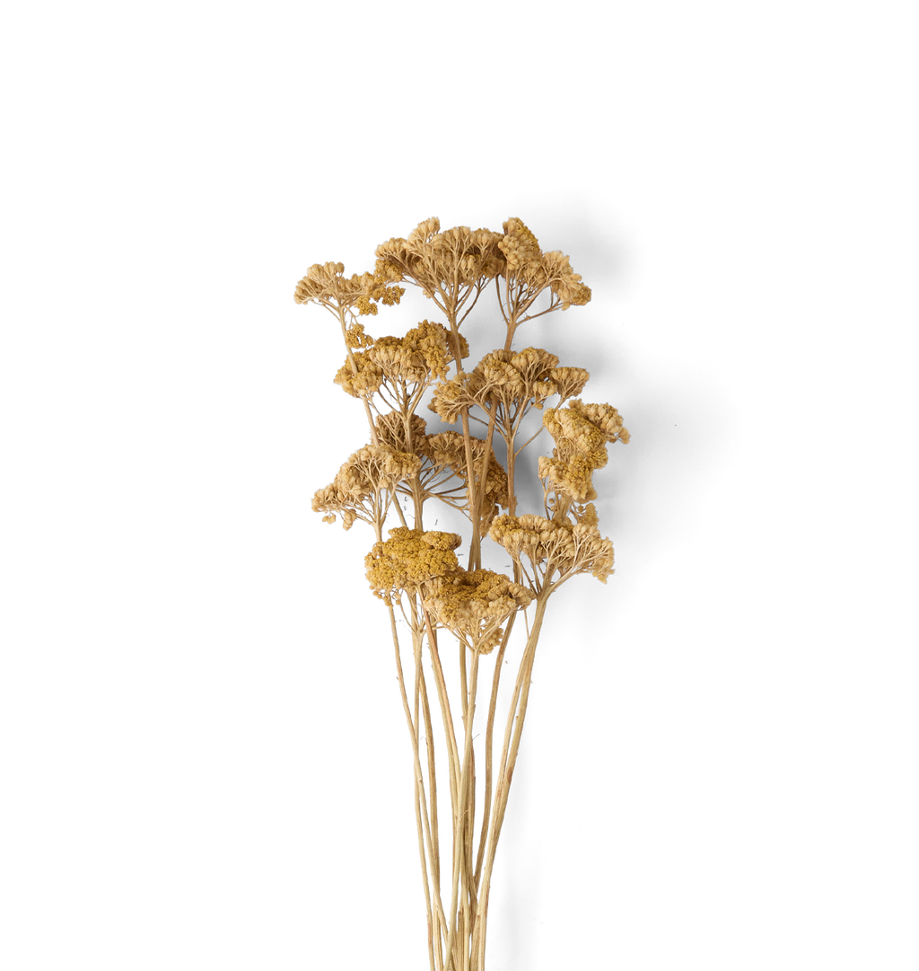 A bouquet of dried yellow-gold flowers with long tan stems, photographed against a plain white background.