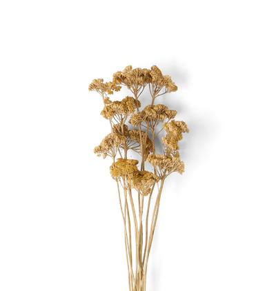 A bouquet of dried yellow-gold flowers with long tan stems, photographed against a plain white background.