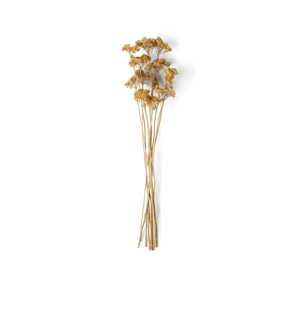 A bouquet of dried yellow-gold flowers with long tan stems, photographed against a plain white background.