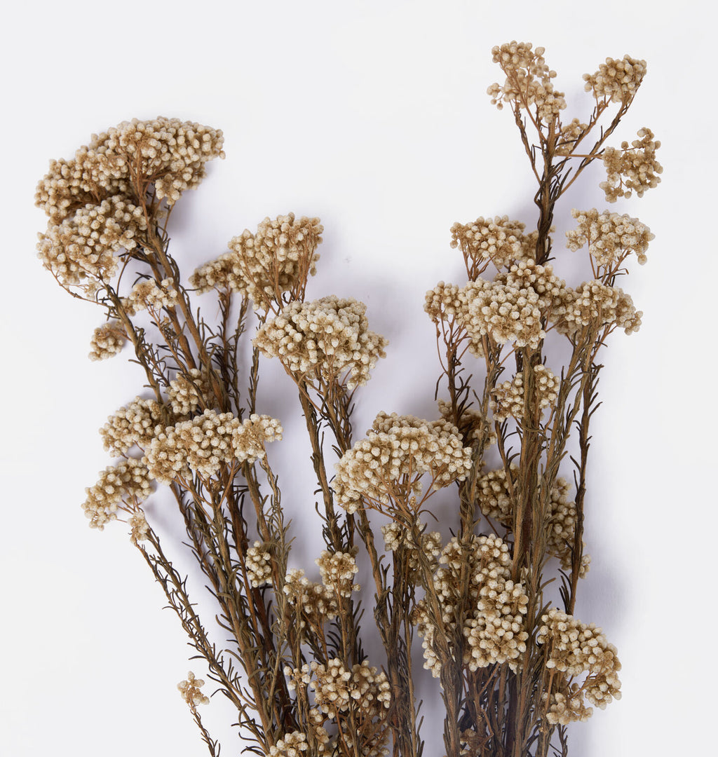 Dried Rice Flower Bunch White