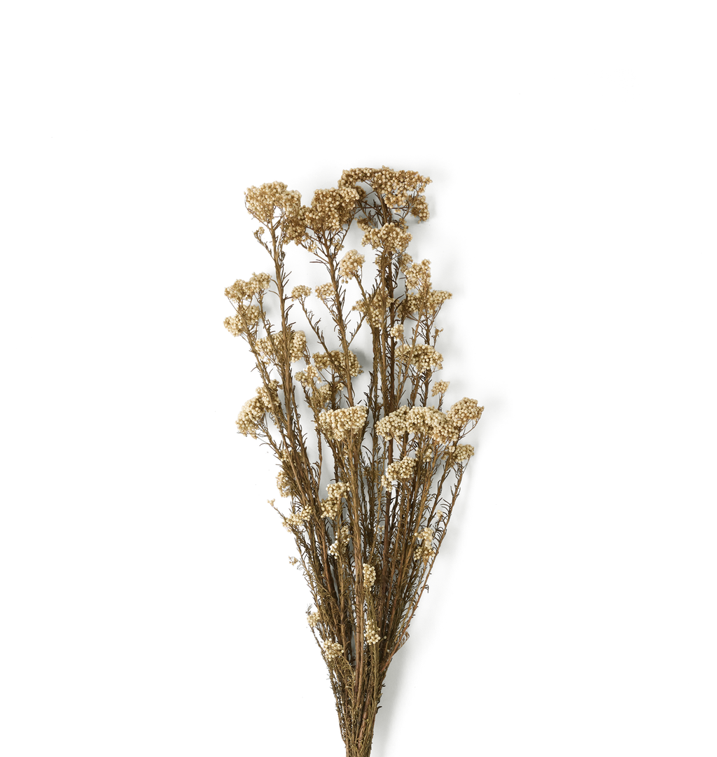 A bundle of dried white rice flowers with small cream-colored blooms on brown stems, isolated on a white background.