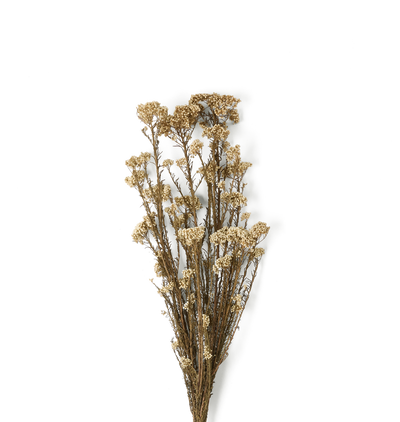 A bundle of dried white rice flowers with small cream-colored blooms on brown stems, isolated on a white background.