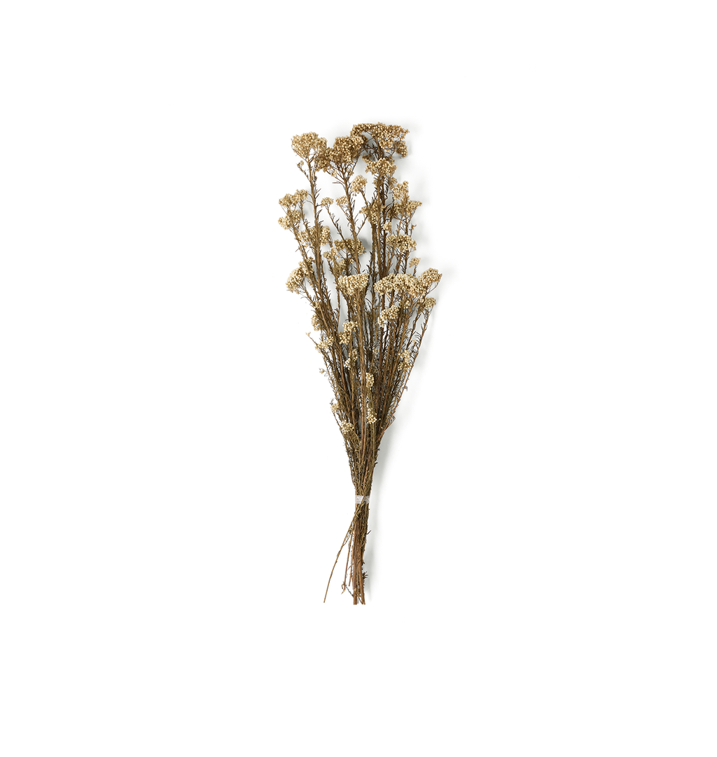 A bundle of dried white rice flowers with small cream-colored blooms on brown stems, isolated on a white background.