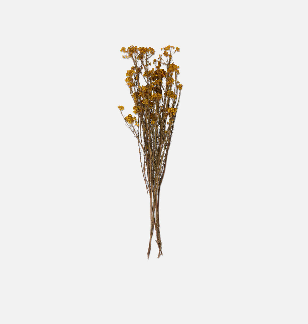 Dried Rice Flower Bunch Yellow