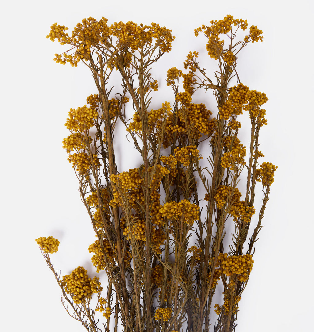 Dried Rice Flower Bunch Yellow
