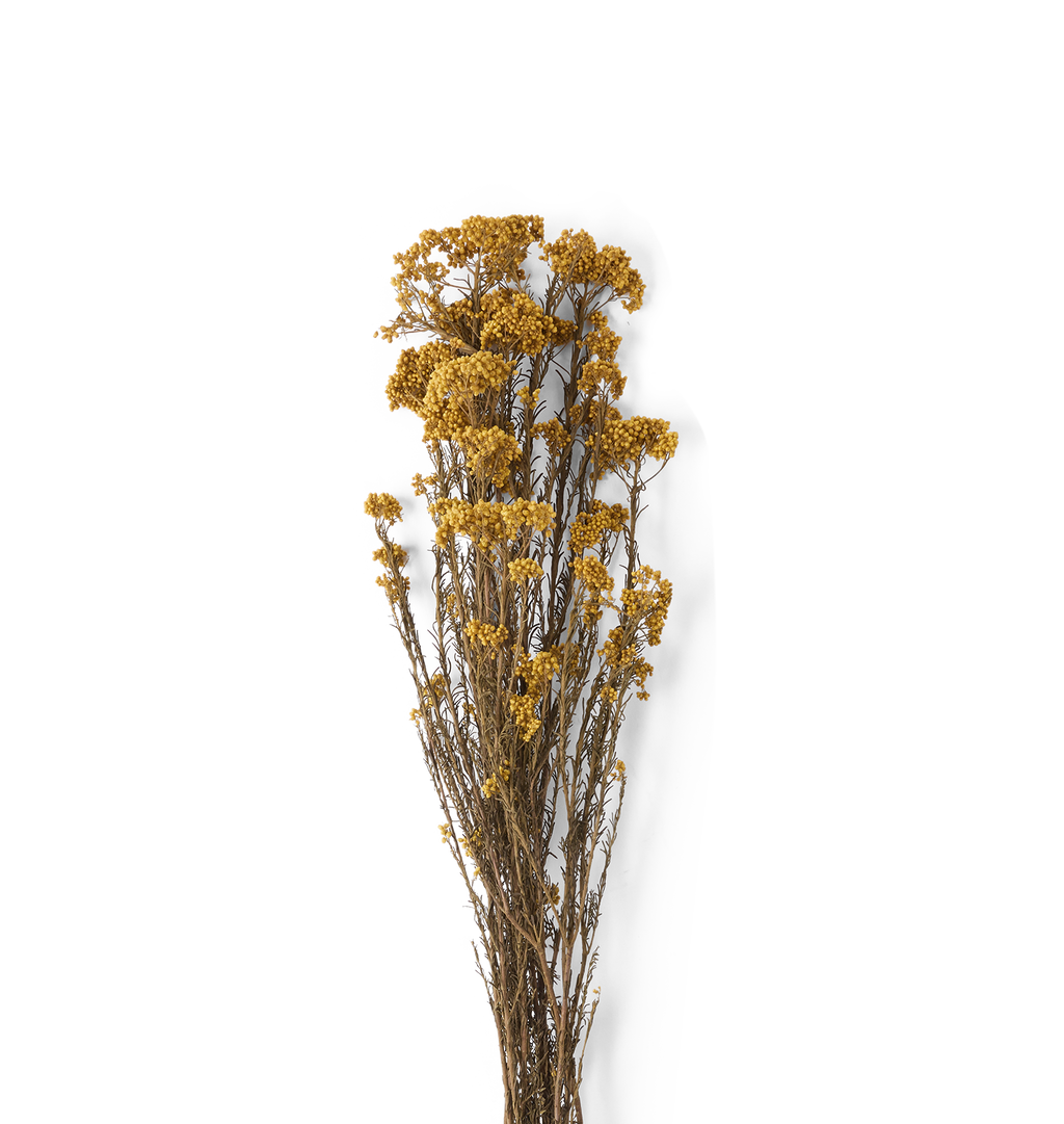 A single dried flower stem with clusters of small golden-yellow blossoms on a plain white background.