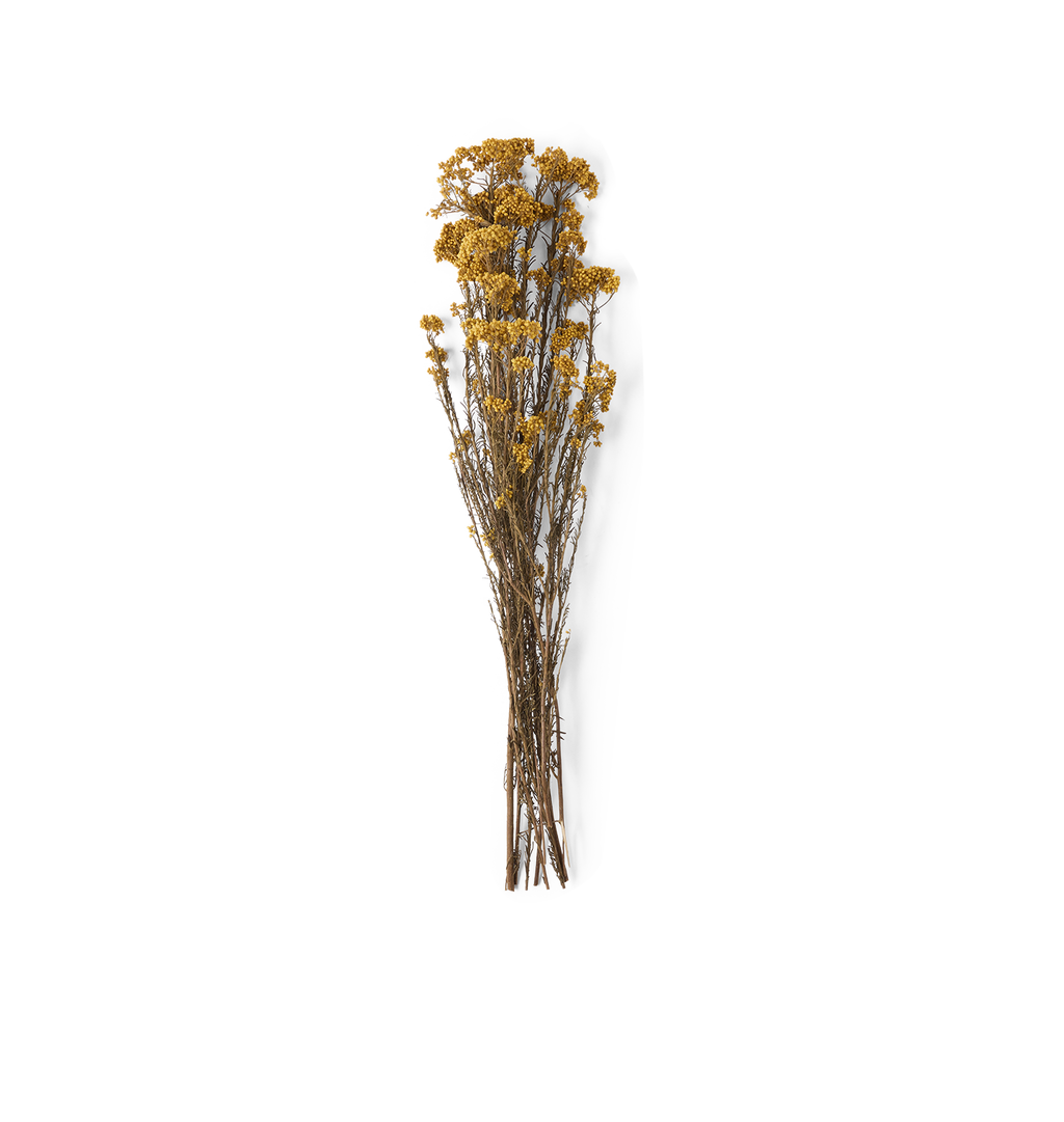 A single bunch of dried yellow flowers on thin brown stems, centered against a plain white background.
