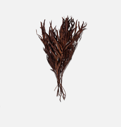 Dried Marri Bunch