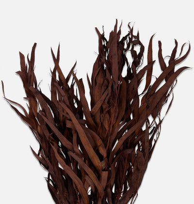 Dried Marri Bunch