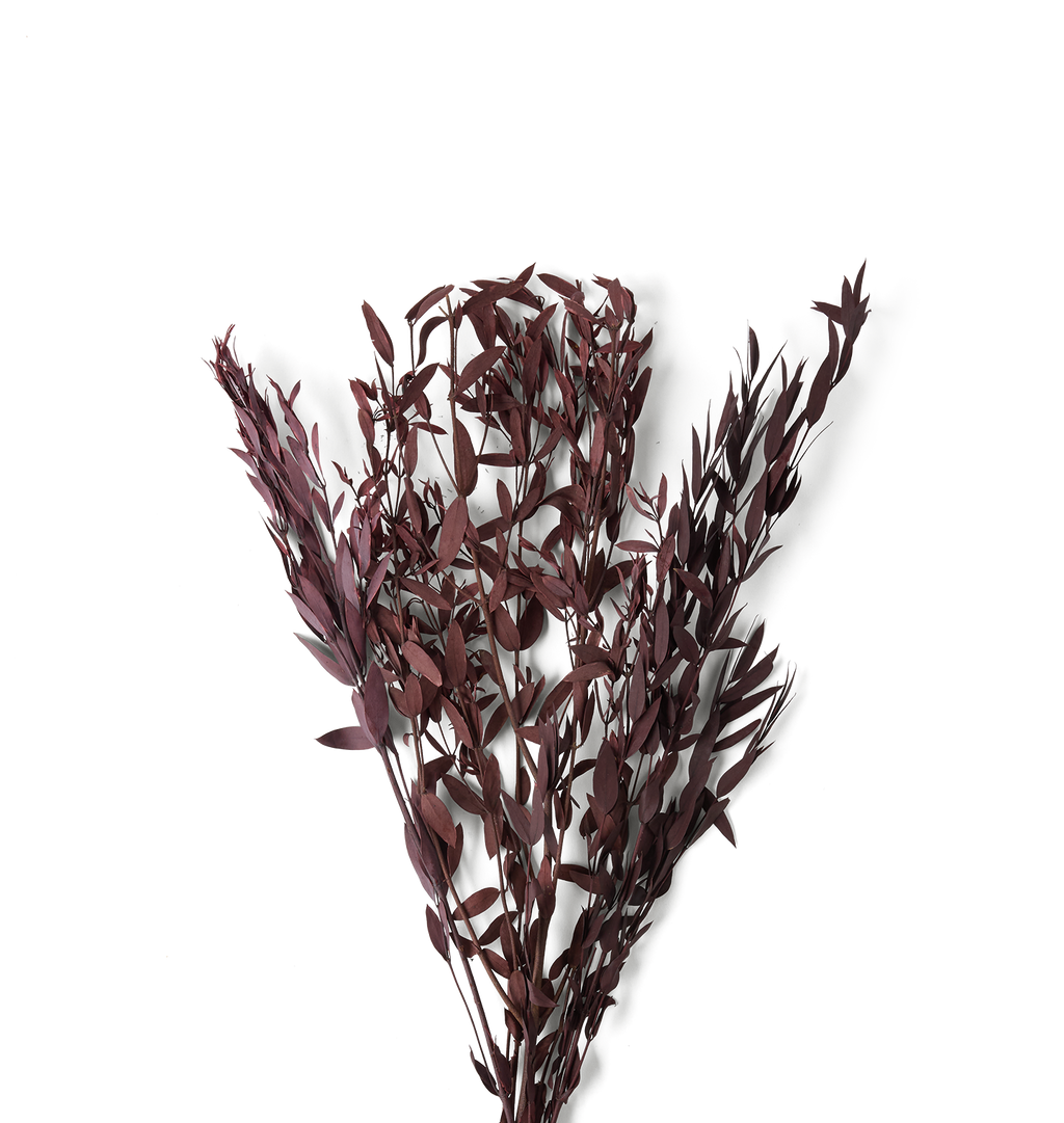 A bundle of dried ornamental grasses with narrow, dark burgundy-purple leaves, arranged in a V-shape against a solid white background.