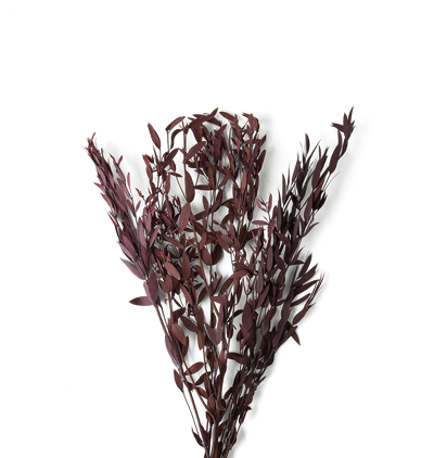A bundle of dried ornamental grasses with narrow, dark burgundy-purple leaves, arranged in a V-shape against a solid white background.