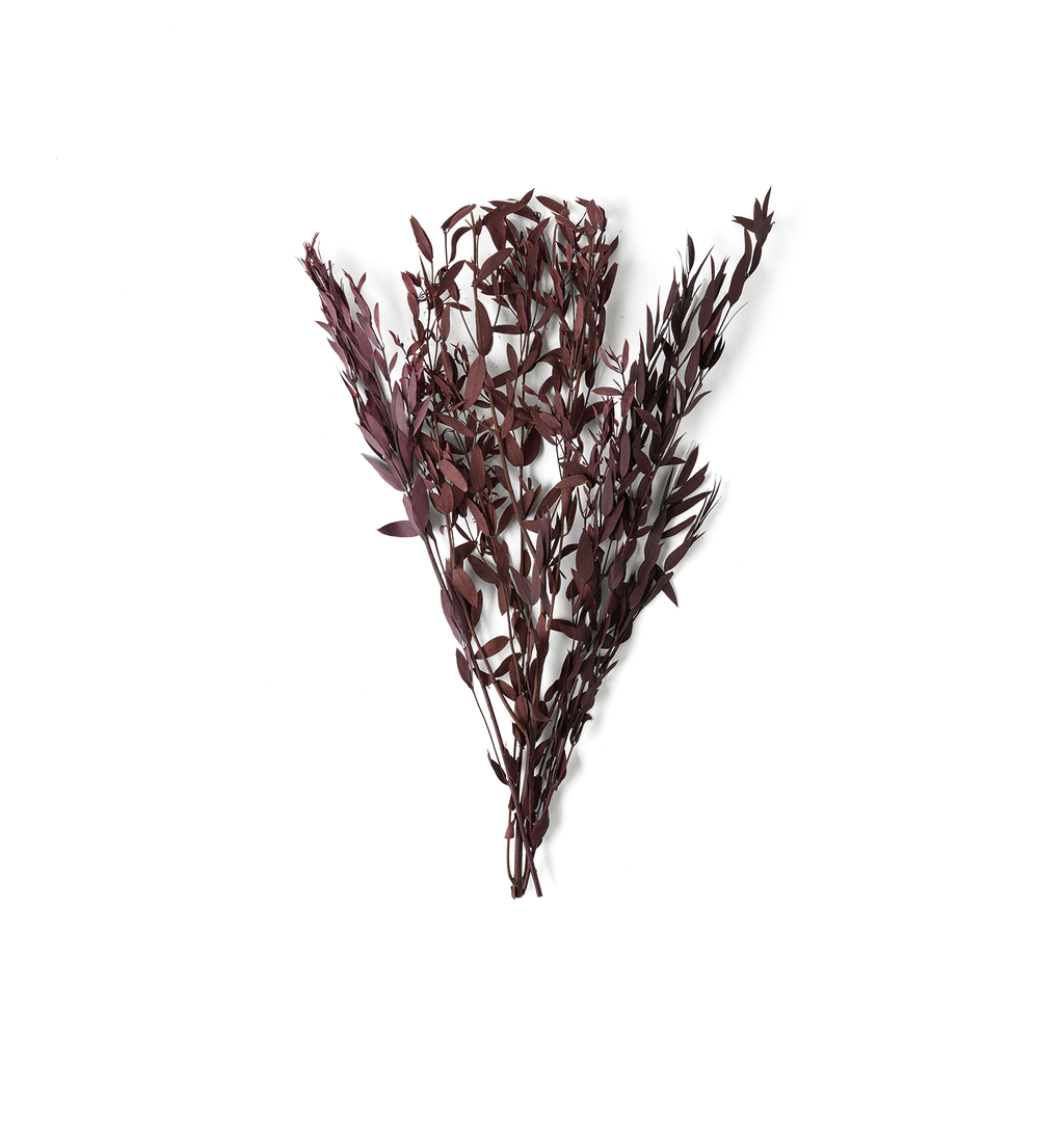A bundle of dried ornamental grass or foliage with narrow, slender leaves in a deep burgundy-purple hue, isolated on a white background.