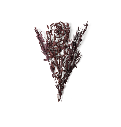 A bundle of dried ornamental grass or foliage with narrow, slender leaves in a deep burgundy-purple hue, isolated on a white background.