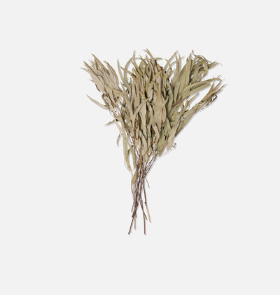 Dried Eucalyptus Bunch