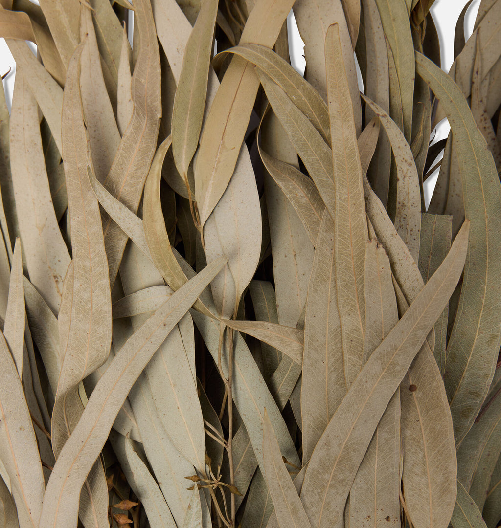 Dried Eucalyptus Bunch