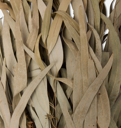 Dried Eucalyptus Bunch