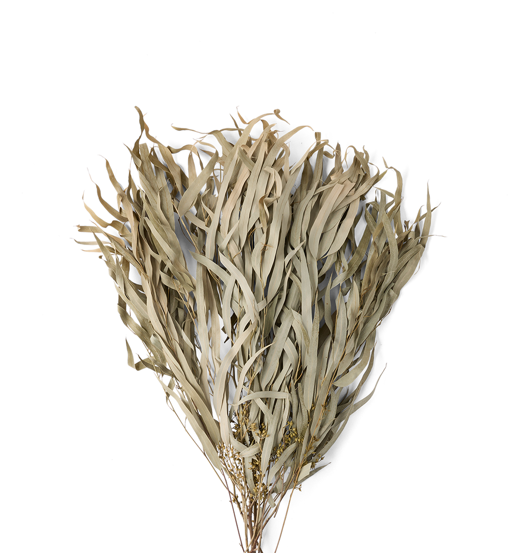 A dried botanical bundle featuring long, slender, dusty-beige leaves and small clusters of tiny yellow flowers, set against a solid white background.